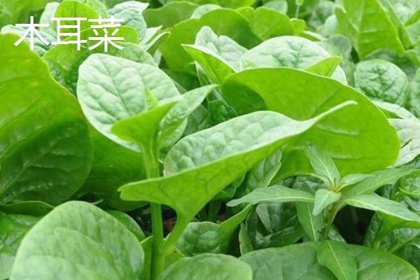木耳菜和落葵薯有什么区别，科属、花朵颜色和生长位置均不同