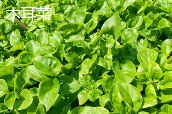 木耳菜和落葵薯有什么区别，科属、花朵颜色和生长位置均不同