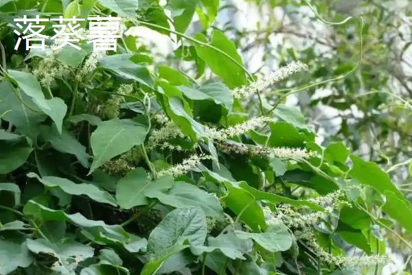 木耳菜和落葵薯有什么区别，科属、花朵颜色和生长位置均不同