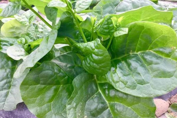木耳菜和落葵薯有什么区别，科属、花朵颜色和生长位置均不同