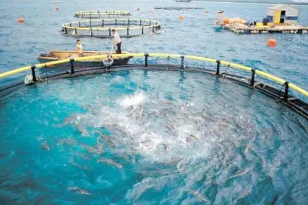 养殖银鳕鱼需要什么条件，要在向阳、水源充足、交通便利处建塘