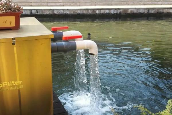 养殖银鳕鱼需要什么条件，要在向阳、水源充足、交通便利处建塘