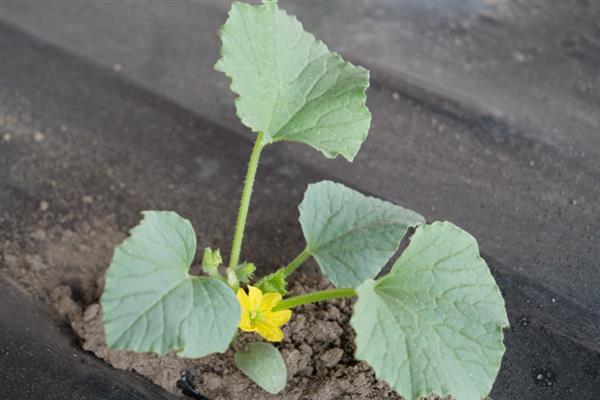 春季如何露地种植香瓜，生长旺季要追施复合肥