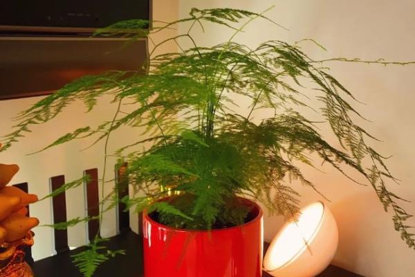 室内盆栽文竹怎么养殖，适宜生长在通风透气的环境中