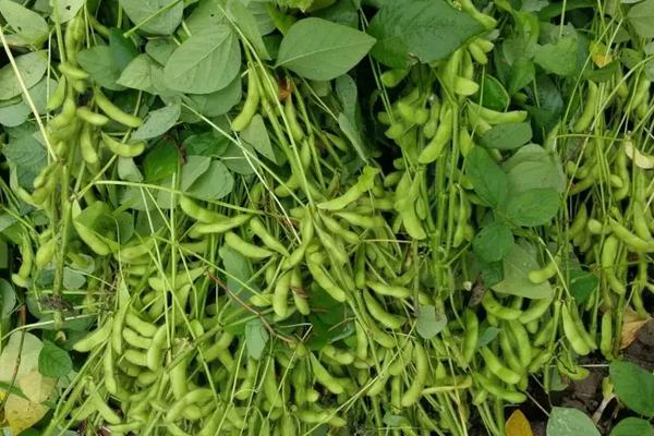 蒙豆60大豆种子特点，生育期119天