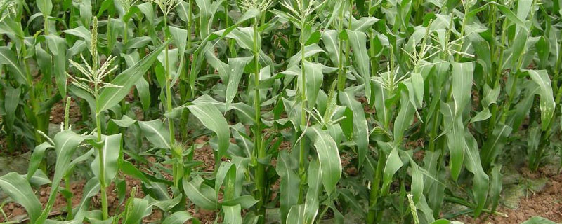 利禾855玉米种子简介，适宜播种期4月下旬～5月上旬