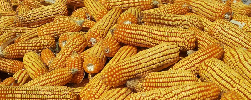 T3266D玉米种子简介，中抗茎腐病