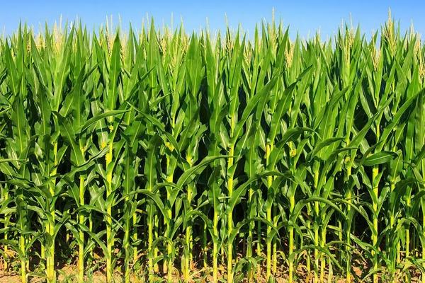 T3266D玉米种子简介，中抗茎腐病