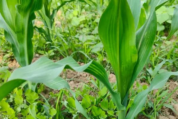 盛新2308玉米种子介绍，中抗茎腐病