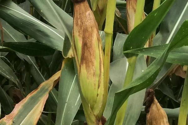 盛新2308玉米种子介绍，中抗茎腐病