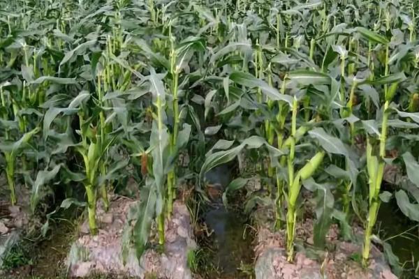 埃尔法玉米种子特征特性,中抗茎腐病