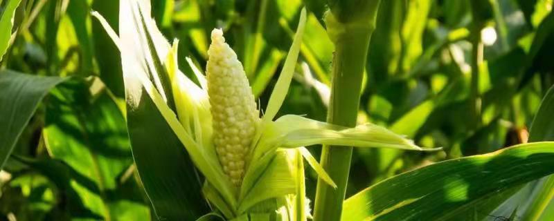 太极中和玉米种子简介,注意防治灰斑病