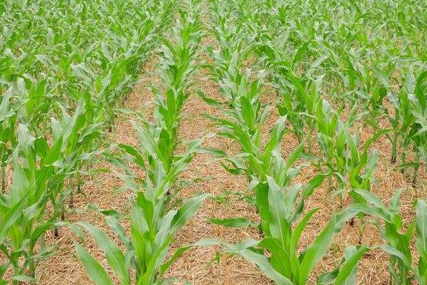 D2201玉米种子特点，中抗茎腐病