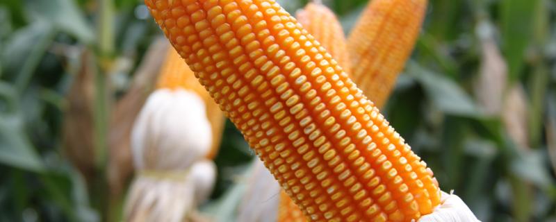 D2201玉米种子特点，中抗茎腐病