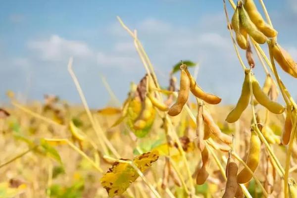 神州豆7号大豆种子特征特性，一般6月上中旬播种