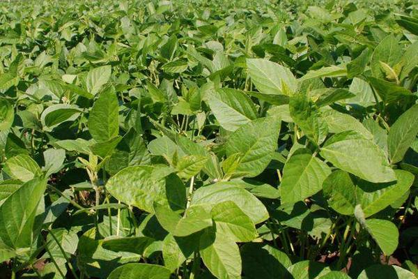精菽23大豆种子介绍，该品种无限结荚习性