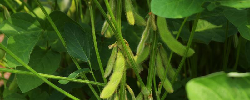精菽23大豆种子介绍，该品种无限结荚习性