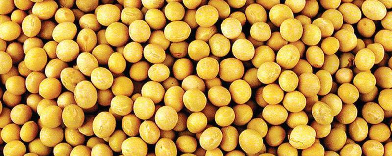 东农毛豆201大豆品种简介，鲜食品种
