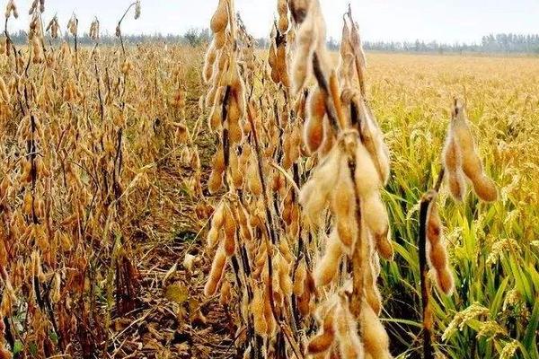 精菽23大豆种子介绍，该品种无限结荚习性