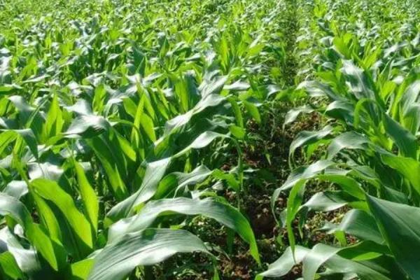 宿单210玉米品种简介，苗期防治地老虎