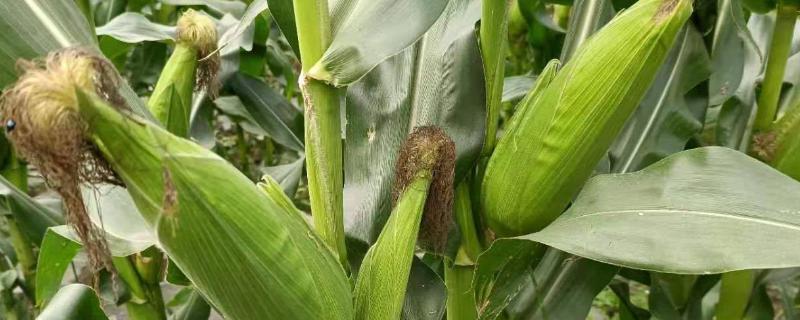 顶新188玉米品种的特性，中抗弯孢叶斑病