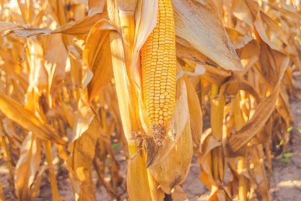 金科002玉米种子特点，大喇叭口期灌心叶防治玉米螟虫