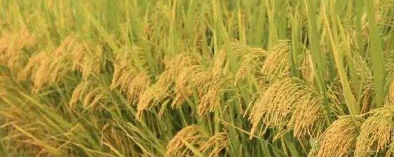 莲汇6021水稻品种简介，普通粳稻品种