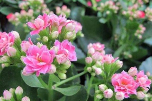 苯肽胺酸的作用，可促花孕花、保花保果等