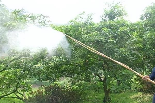 苯肽胺酸的作用，可促花孕花、保花保果等
