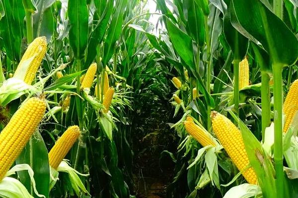 安农628玉米品种的特性，大喇叭口期防治玉米螟虫