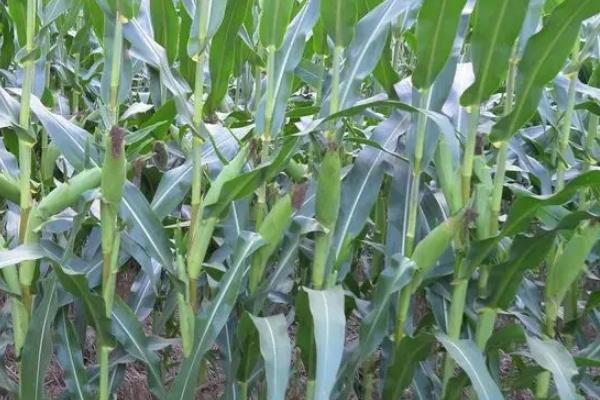 安农628玉米品种的特性，大喇叭口期防治玉米螟虫