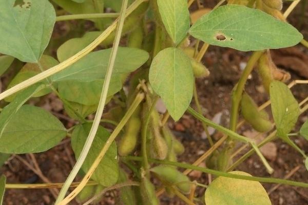 金豆100大豆品种简介，适宜播期6月中下旬