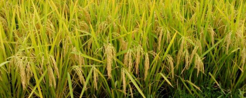 皖粳糯2106水稻品种的特性，全生育期127.3天