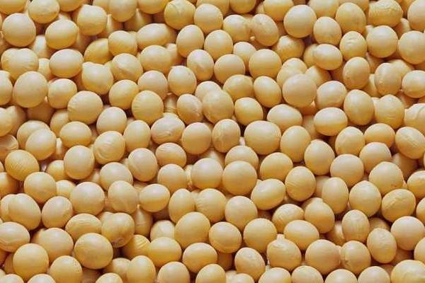 阜豆27大豆种子特征特性，夏大豆品种