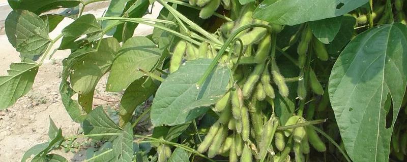 金豆100大豆品种简介，适宜播期6月中下旬