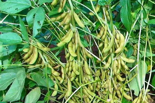 阜豆27大豆种子特征特性，夏大豆品种