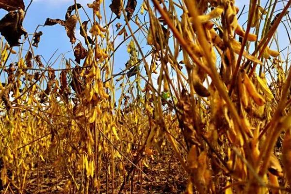 金豆100大豆品种简介，适宜播期6月中下旬