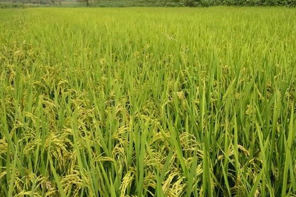 生两优1066水稻品种的特性，籼型杂交水稻品种