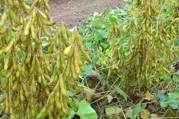 金豆100大豆品种简介，适宜播期6月中下旬