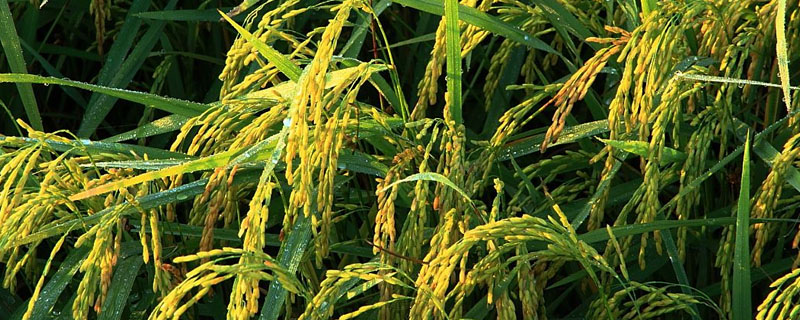 欣两优八号水稻种子简介，宜在5月上旬播种