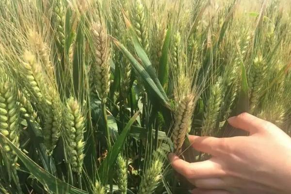 爱禾麦6号小麦种子特点，属半冬性品种