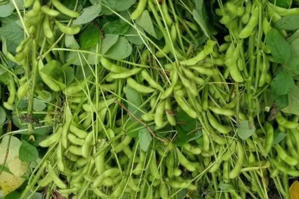 皖豆66大豆种子简介，夏大豆品种