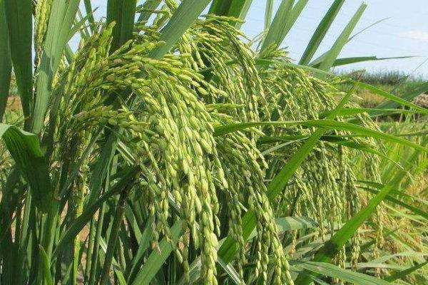 生两优1066水稻品种的特性，籼型杂交水稻品种