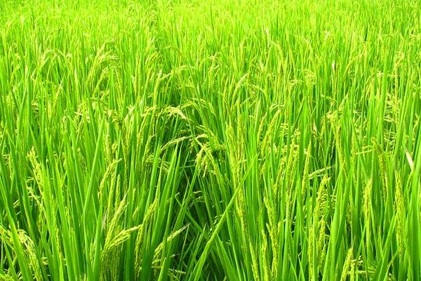 元两优967水稻品种简介，每亩有效穗数18.2万