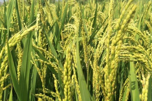 茉两优622水稻品种简介，每亩插足基本苗6万以上