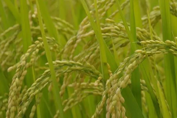 福泰优2196水稻种子特征特性，每亩有效穗数20.1万