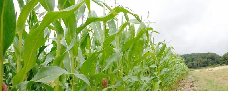 五岳665玉米种子特征特性，夏播生育期106天