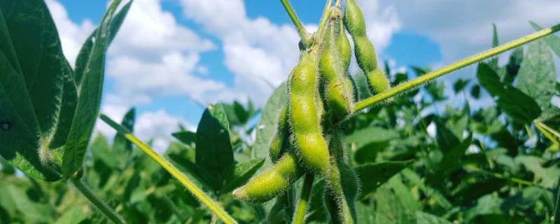 福夏豆4号大豆种子特点，夏播出苗至成熟90.9天