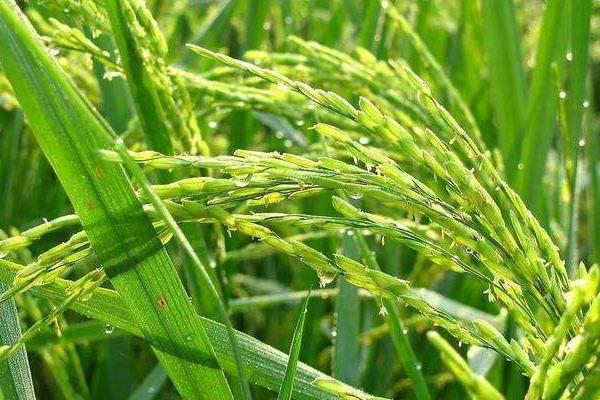 福泰优2196水稻种子特征特性，每亩有效穗数20.1万