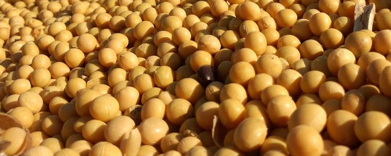 华豆56大豆品种简介，适宜播期为6月上中旬
